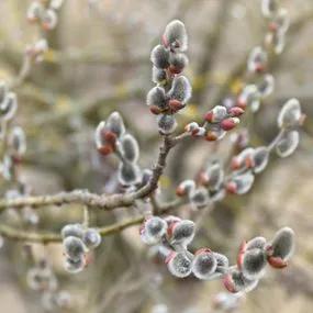 Willow Grey (Salix cinerea) hedging 3